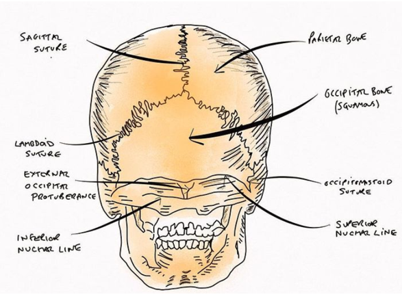 posterior skull anatomy